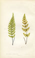 Edward Joseph Lowe Fern (Cheilanthes Alabamfnsis & C. Fragrans) Antique Botanical Print 1859