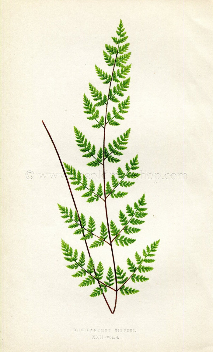 Edward Joseph Lowe Fern (Cheilanthes Sieberi) Antique Botanical Print 1859
