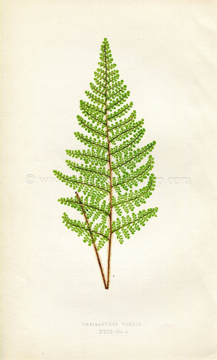 Edward Joseph Lowe Fern (Cheilanthes Tenuis) Antique Botanical Print 1859
