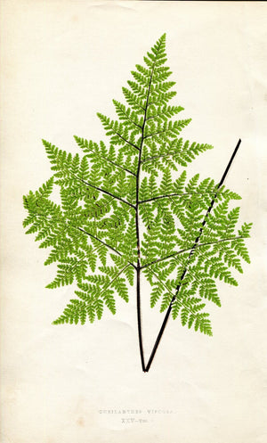 Edward Joseph Lowe Fern (Cheilanthes Viscosa) Antique Botanical Print 1859