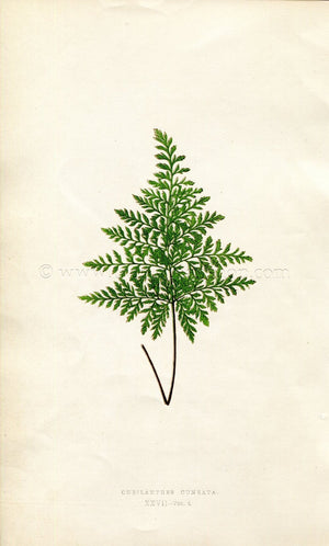 Edward Joseph Lowe Fern (Cheilanthes Cuneata) Antique Botanical Print 1859