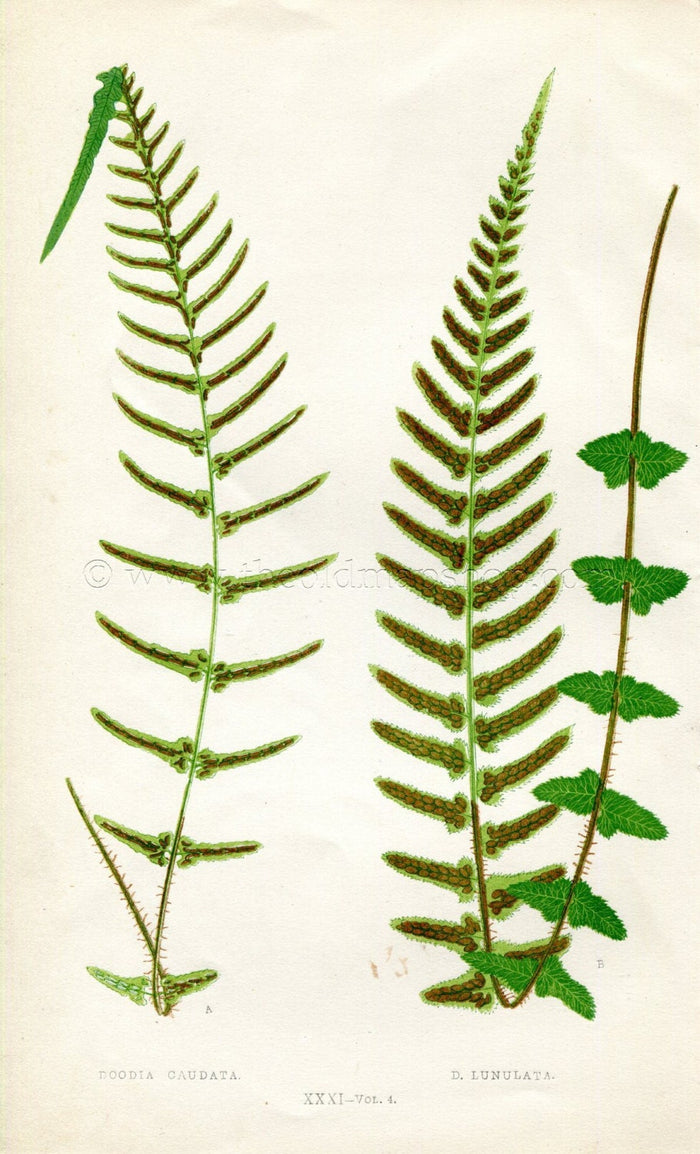 Edward Joseph Lowe Fern (Doodia Caudata & D. Lunulata) Antique Botanical Print 1859