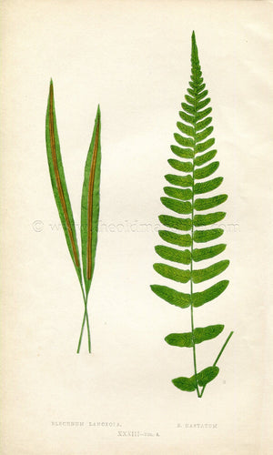 Edward Joseph Lowe Fern (Blechnum Lanceola & B. Hastatum) Antique Botanical Print 1859