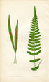 Edward Joseph Lowe Fern (Blechnum Lanceola & B. Hastatum) Antique Botanical Print 1859