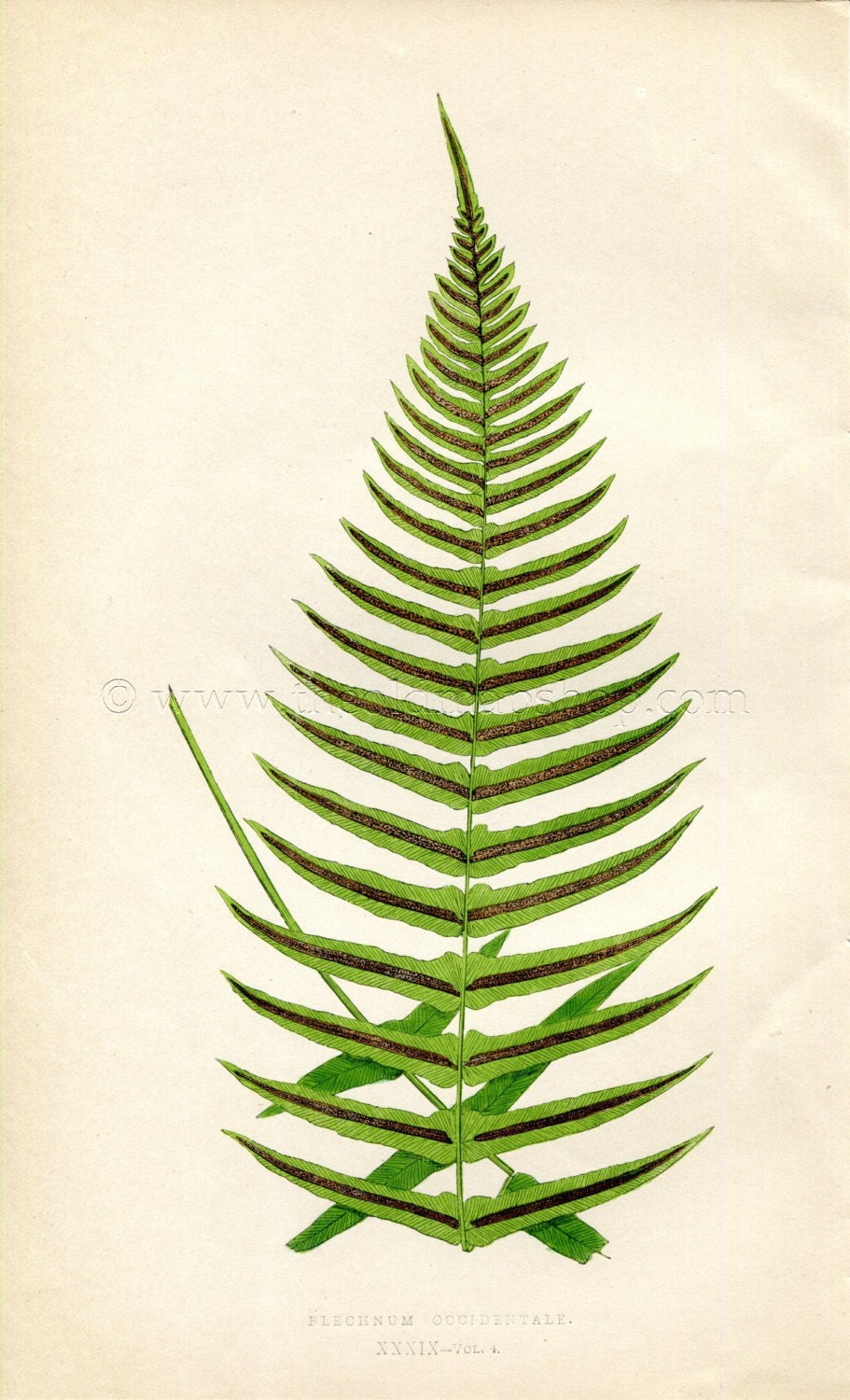 Edward Joseph Lowe Fern (Blechnum Occidentale) Antique Botanical Print 1859