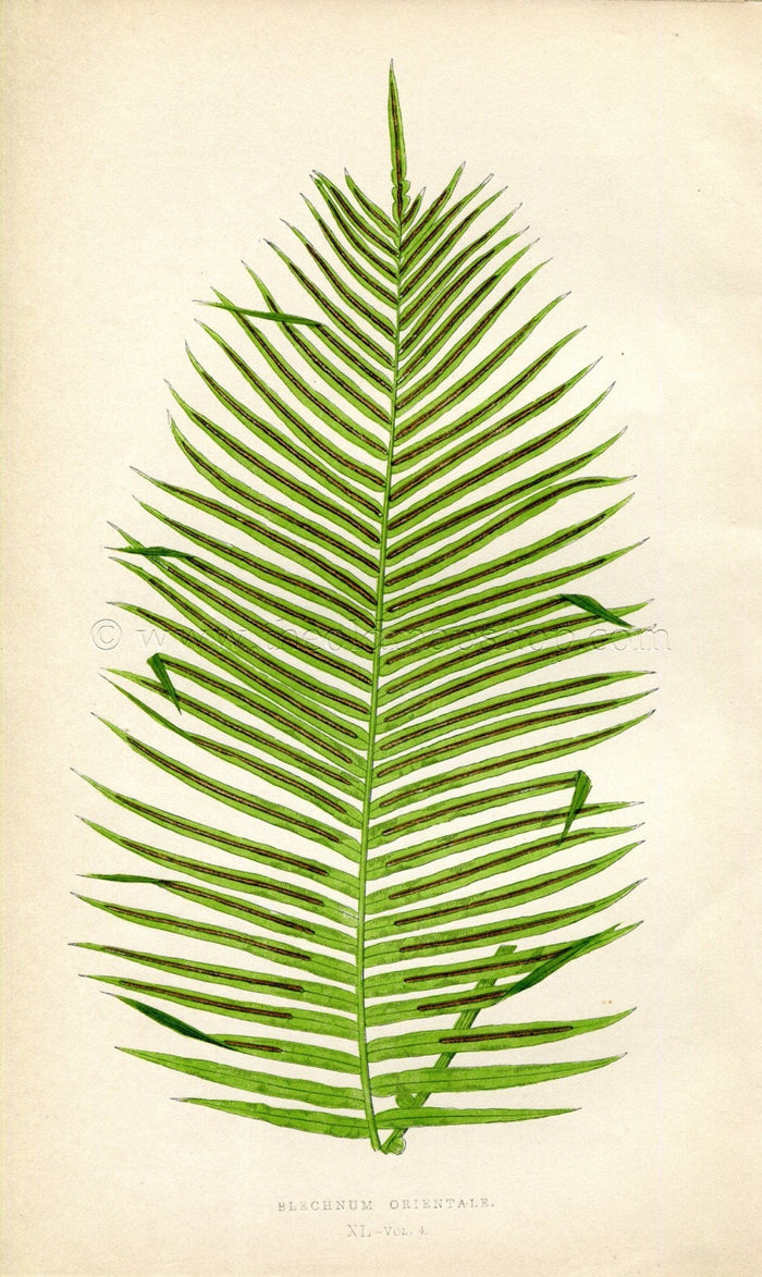 Edward Joseph Lowe Fern (Blechnum Orientale) Antique Botanical Print 1859