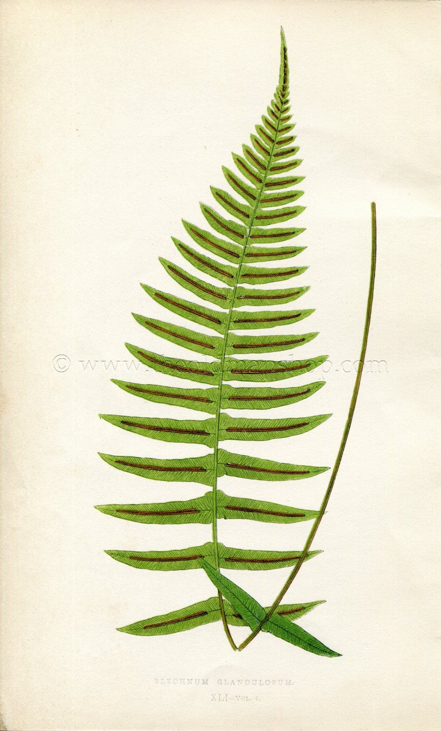 Edward Joseph Lowe Fern (Blechnum Glandulosum) Antique Botanical Print 1859