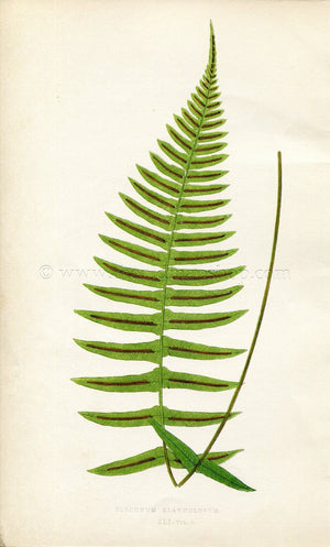 Edward Joseph Lowe Fern (Blechnum Glandulosum) Antique Botanical Print 1859