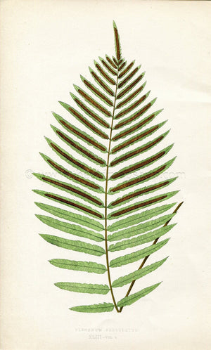 Edward Joseph Lowe Fern (Blechnum Serrulatum) Antique Botanical Print 1859