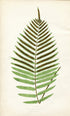 Edward Joseph Lowe Fern (Blechnum Serrulatum) Antique Botanical Print 1859