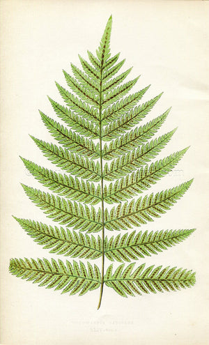 Edward Joseph Lowe Fern (Woodwardia Radicans) Antique Botanical Print 1859