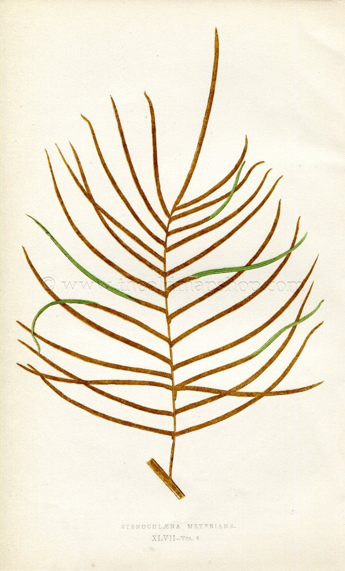 Edward Joseph Lowe Fern (Stenochlaena Meyeriana) Antique Botanical Print 1859
