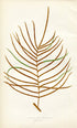 Edward Joseph Lowe Fern (Stenochlaena Meyeriana) Antique Botanical Print 1859