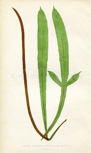 Edward Joseph Lowe Fern (Lomaria Patersonia) Antique Botanical Print 1859
