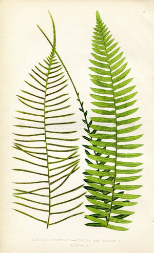 Edward Joseph Lowe Fern (Lomaria Punctulata) Antique Botanical Print 1859