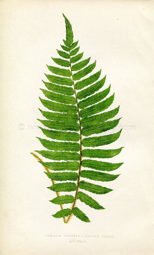 Edward Joseph Lowe Fern (Lomaria Procera) Antique Botanical Print 1859