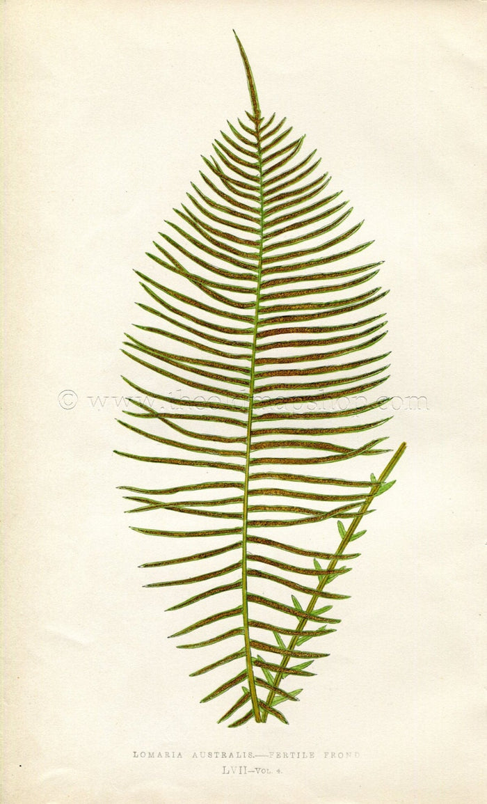 Edward Joseph Lowe Fern (Lomaria Australis) Botanical Print Antique 1859