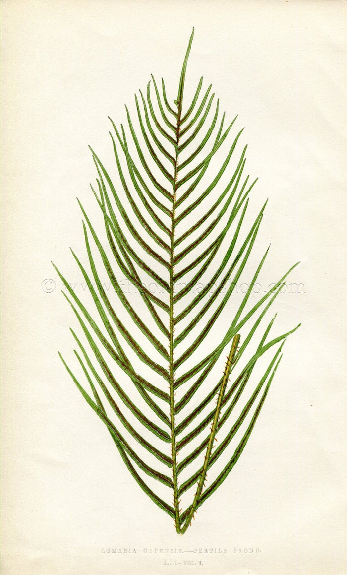 Edward Joseph Lowe Fern (Lomaria Capensis) Botanical Print Antique 1859
