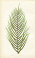 Edward Joseph Lowe Fern (Lomaria Capensis) Botanical Print Antique 1859
