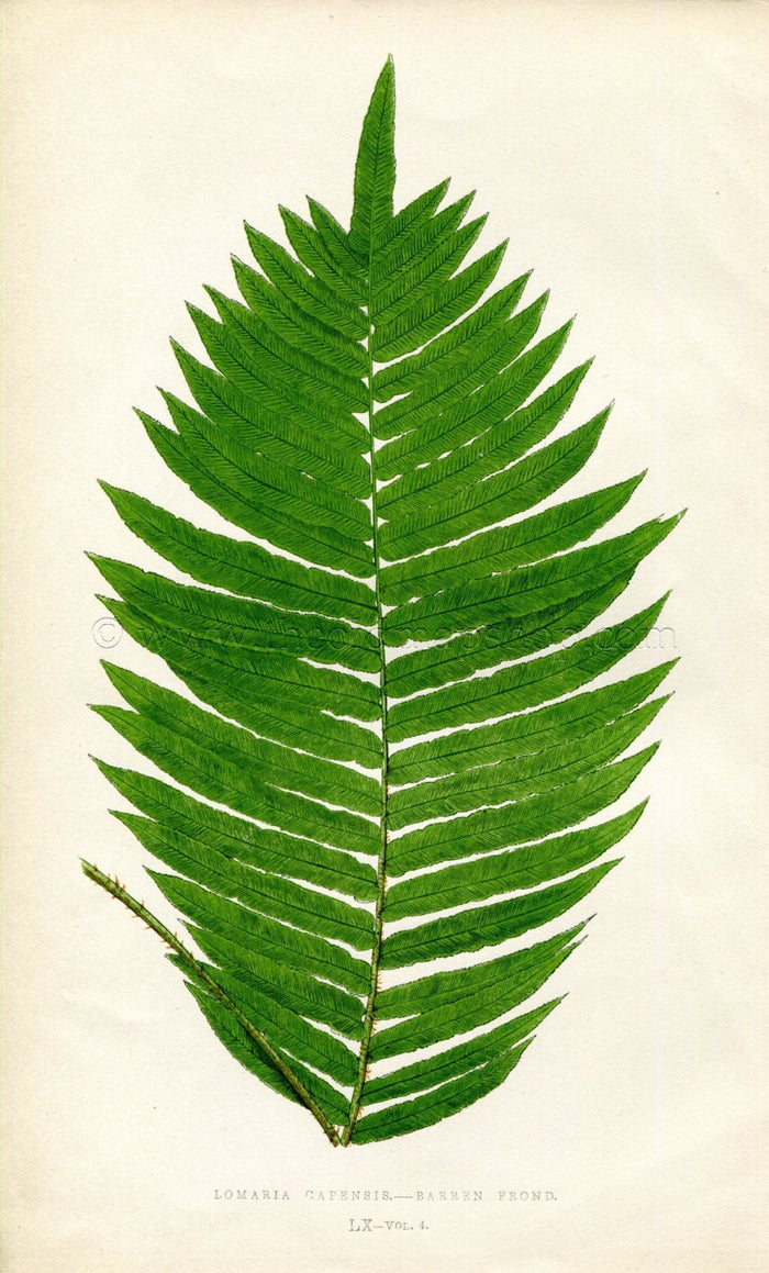 Edward Joseph Lowe Fern (Lomaria Capensis) Antique Botanical Print 1859