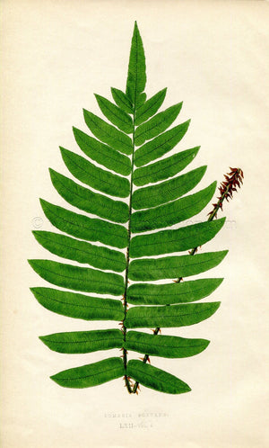 Edward Joseph Lowe Fern (Lomaria Boryana) Antique Botanical Print 1859