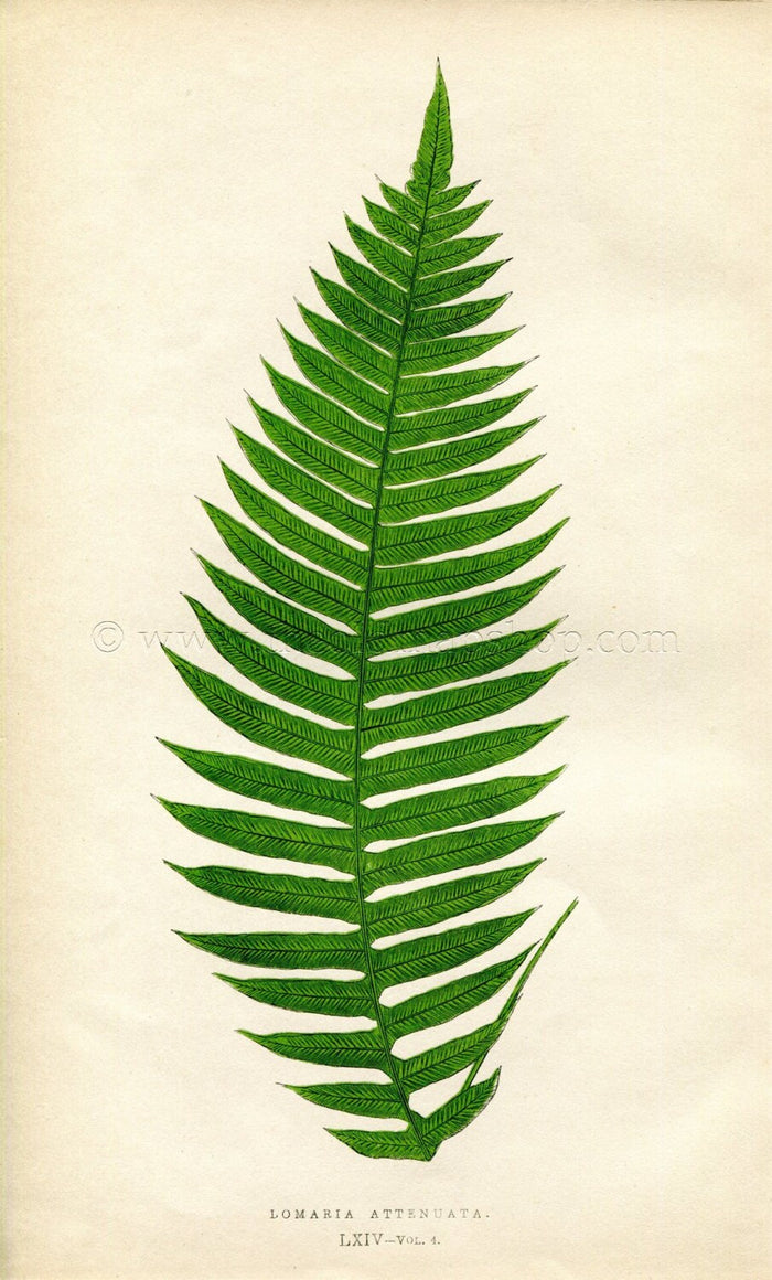 Edward Joseph Lowe Fern (Lomaria Attenuata) Antique Botanical Print 1859