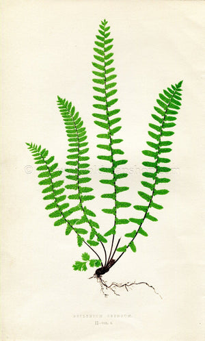 Edward Joseph Lowe Fern (Asplenium Ebeneum) Antique Botanical Print 1858