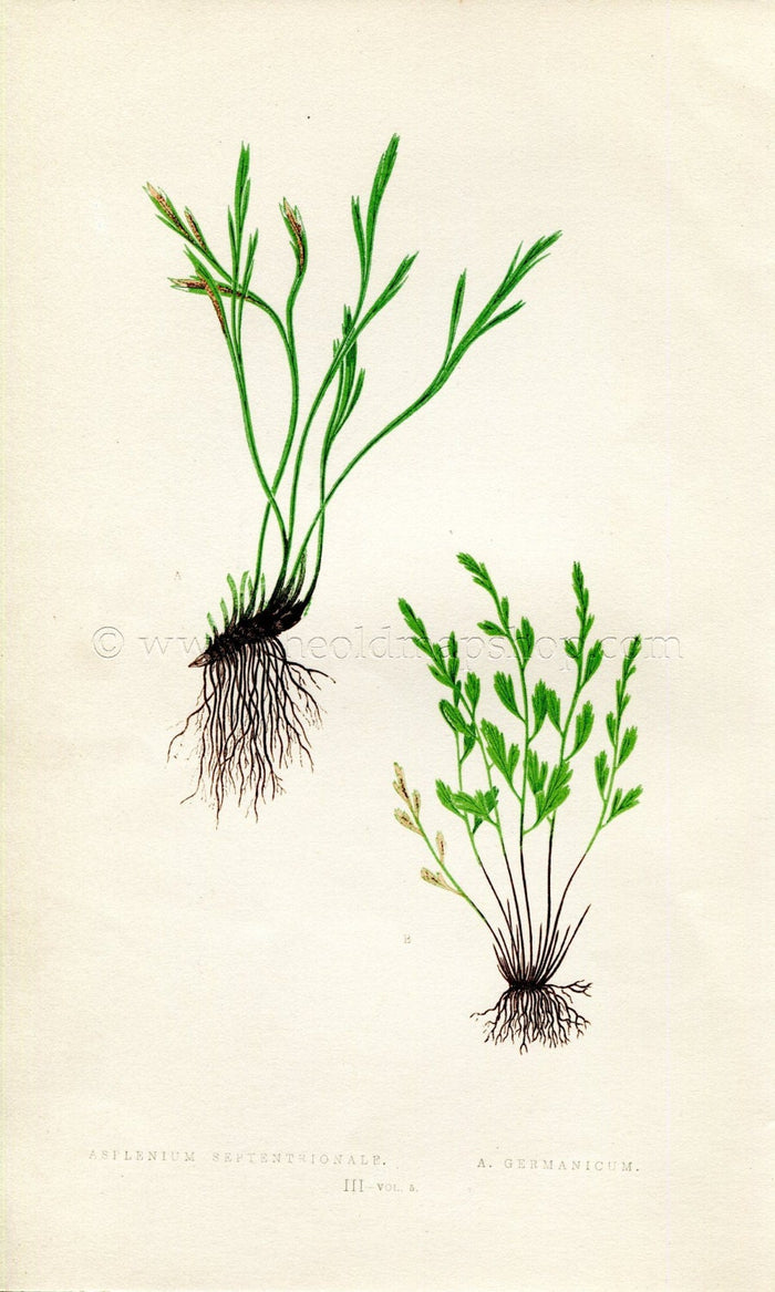 Edward Joseph Lowe Fern (Asplenium Septentrionale & Germanicum) Antique Botanical Print 1858