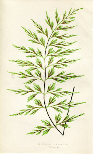 Edward Joseph Lowe Fern (Asplenium Praemorsum) Antique Botanical Print 1858