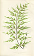 Edward Joseph Lowe Fern (Asplenium Praemorsum) Antique Botanical Print 1858