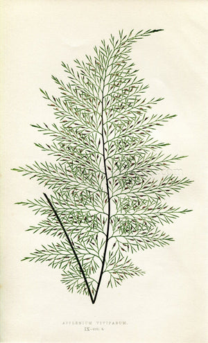 Edward Joseph Lowe Fern (Asplenium Viviparum) Antique Botanical Print 1858