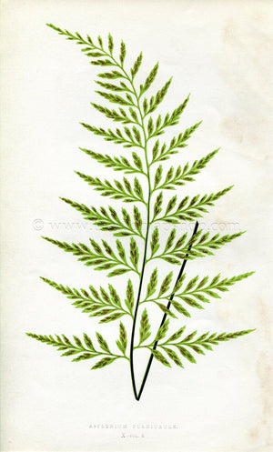 Edward Joseph Lowe Fern (Asplenium Planicaule) Antique Botanical Print 1858
