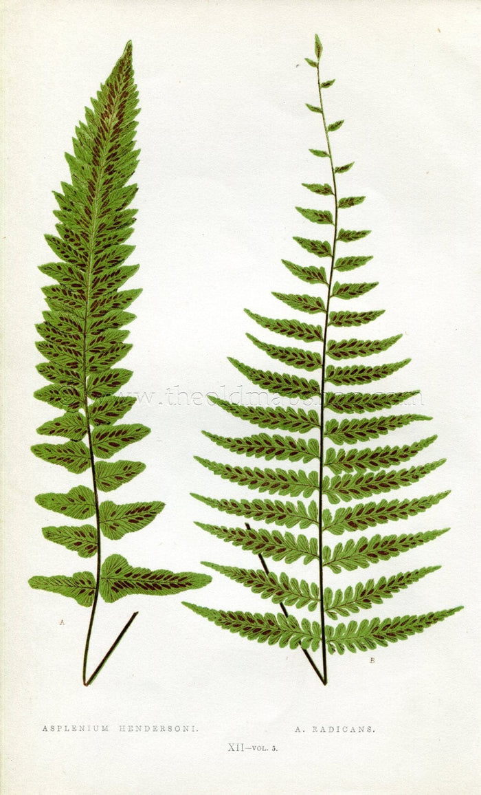 Edward Joseph Lowe Fern (Asplenium Hendersoni & Radicans) Antique Botanical Print 1858