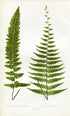 Edward Joseph Lowe Fern (Asplenium Hendersoni & Radicans) Antique Botanical Print 1858