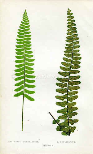 Edward Joseph Lowe Fern (Asplenium Dimidiatum & Reclinatum) Antique Botanical Print 1858