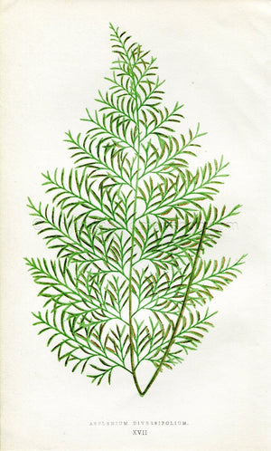 Edward Joseph Lowe Fern (Asplenium Diversifolium) Antique Botanical Print 1858