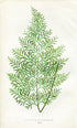 Edward Joseph Lowe Fern (Asplenium Diversifolium) Antique Botanical Print 1858