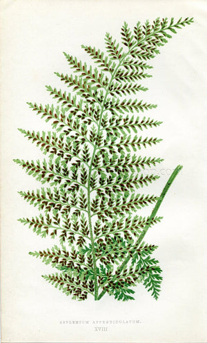 Edward Joseph Lowe Fern (Asplenium Appendiculatum) Antique Botanical Print 1858