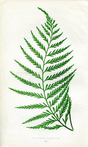 Edward Joseph Lowe Fern (Asplenium Flaccidum) Antique Botanical Print 1858