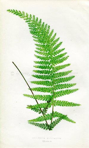 Edward Joseph Lowe Fern (Asplenium Cicutarium) Antique Botanical Print 1858