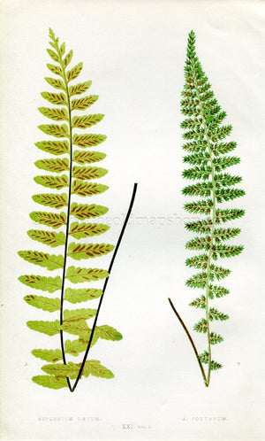 Edward Joseph Lowe Fern (Asplenium Laetum & Fontanum) Antique Botanical Print 1858