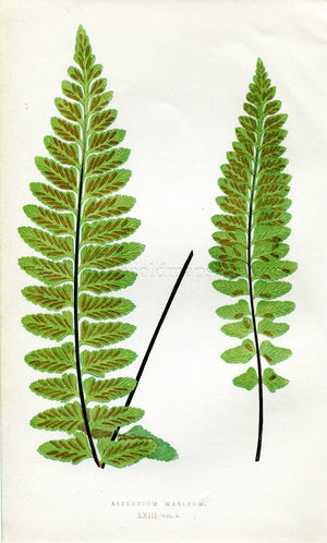 Edward Joseph Lowe Fern (Asplenium Marinum) Antique Botanical Print 1858