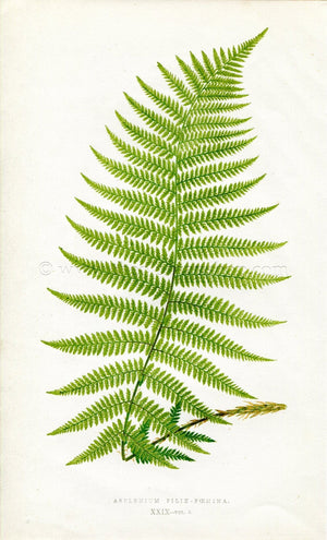Edward Joseph Lowe Fern (Asplenium Filix-Foemina) Antique Botanical Print 1858