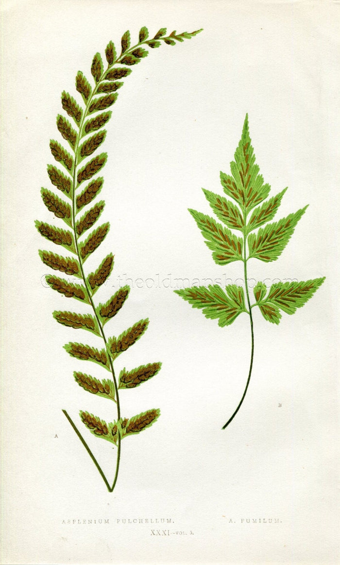 Edward Joseph Lowe Fern (Asplenium Pulchellum & Pumilum) Antique Botanical Print 1858