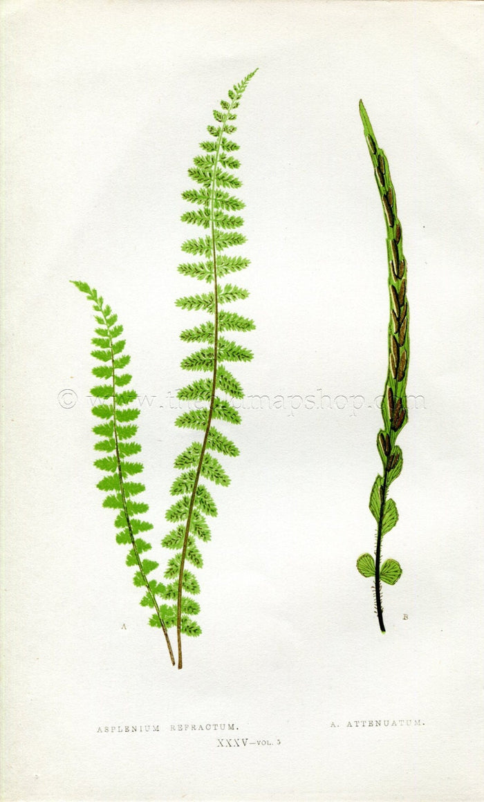 Edward Joseph Lowe Fern (Asplenium Refractum & Attenuatum) Antique Botanical Print 1858