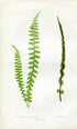 Edward Joseph Lowe Fern (Asplenium Refractum & Attenuatum) Antique Botanical Print 1858