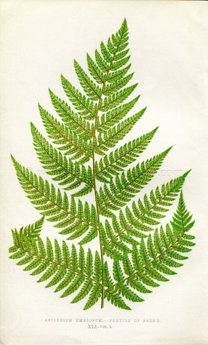 Edward Joseph Lowe Fern (Asplenium Umbrosum) Antique Botanical Print 1858