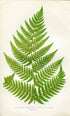 Edward Joseph Lowe Fern (Asplenium Umbrosum) Antique Botanical Print 1858