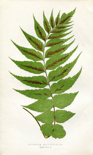 Edward Joseph Lowe Fern (Asplenium Macrophyllum) Antique Botanical Print 1858