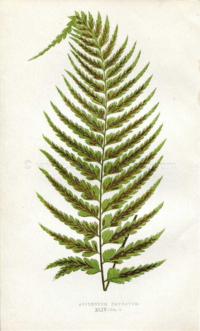 Edward Joseph Lowe Fern (Asplenium Caudatum) Antique Botanical Print 1858